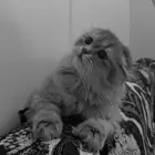 سكوتش عمره ثلاث شهور