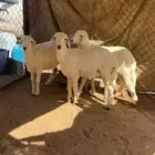 بهم تم البيع