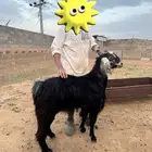 تيس فحل صنف