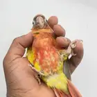 كنيور