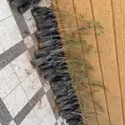 شتلات