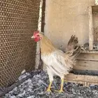 دجاج عربي اصيل