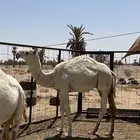 قعود