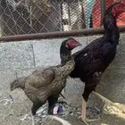 طقم سندي فاخر منتج