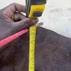 فرس حمراء للبيع