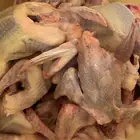 فراخة حمام مذبوح منتوف