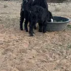 البيع