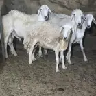 نعجه سدس شحم