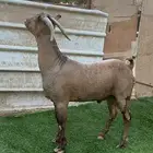 تيس صلالي للبيع