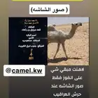 يربع صوتو عند حامد بن خصوي بس كبشر شاشه فقط