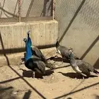 الواديين