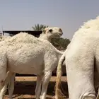 قعدان 3