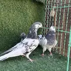 حمام بكستاني على ولا