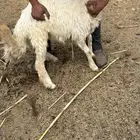 رخل للبيع جذاع