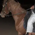 خيل للبيع