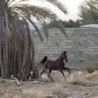 حصان شعبي شيخ