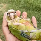 كنيور
