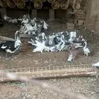 حمام حب رمان وبلدي حجم جمبو