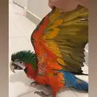 فرخ مكاو هارلي كوين هدد