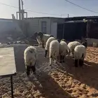 رخال نعيم