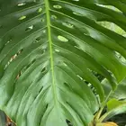 مونستيرا ديليسيوسا