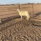 شياه حريات صنف