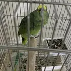 بغبغاء امزوني