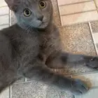 قط ذكر للتبني