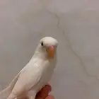 روز ألبينو