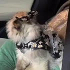 تبني