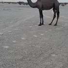 بكره صفرا شماليه ابوها اوضح و أمها مجهم