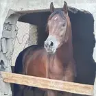 خيل شعبي