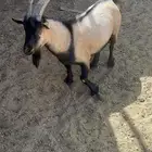 ماعز القزم فحل خالي من اي عيوب