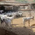 تيوس بلدي فل شحم ولحم