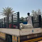 دينا توصيل مشاوير