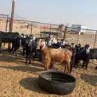 معزى مقاني طيبه