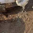 ديوك للبيع