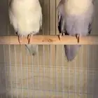 جوز روز منتج