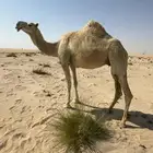 ضروبه وضحى عشرا العام