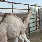 3 قعدان للبيع على حليب أمها العمر اقل من 6 الشهر