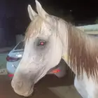 خيل شعبي كفو التواصل في حراج