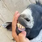 فحل عارضي طيب شرط القريع
