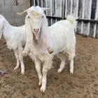 تيوس هولندي