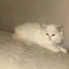 للبيع بشكل مستعجل   4 قطط شيرازي