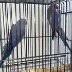 زوج دره فايلت