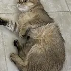 قطه اسكوتش للبيع