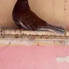حمام اوكراني اصيل خارجي