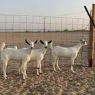 جفار بيشيات تم البيع