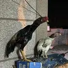 جوز شامو ياباني