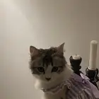 قطه شيرازي